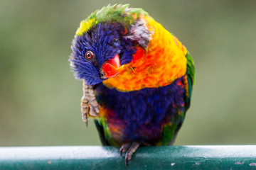 A wild lorikeet bird scratching its head