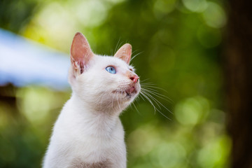 portrait of baby thai cat