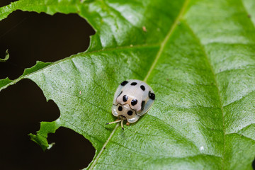 Tortoise beetle (Aspidimorpha sp.)