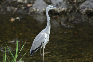 gray heron