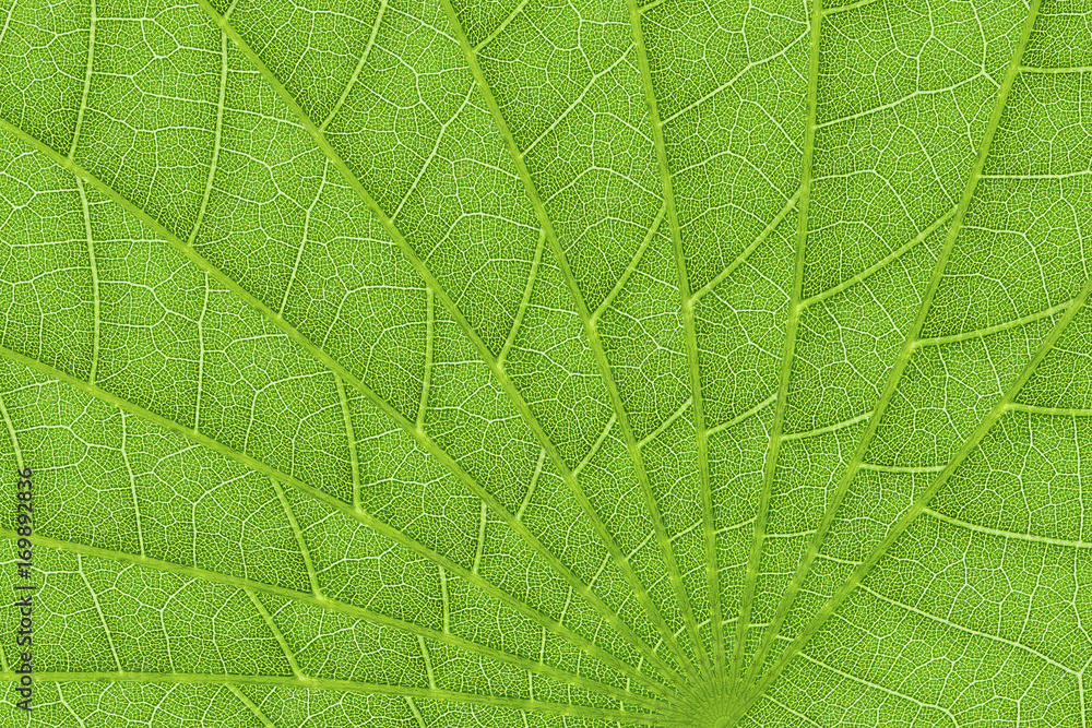 Poster green leaf texture background for pattern and design
