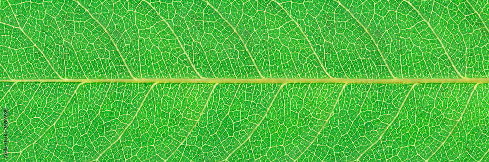 Poster horizontal green leaf texture for pattern and background
