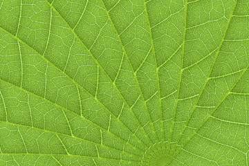 green leaf texture background for pattern and design