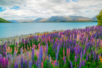 Landscape at Lake Tekapo Lupin Field in New Zealand