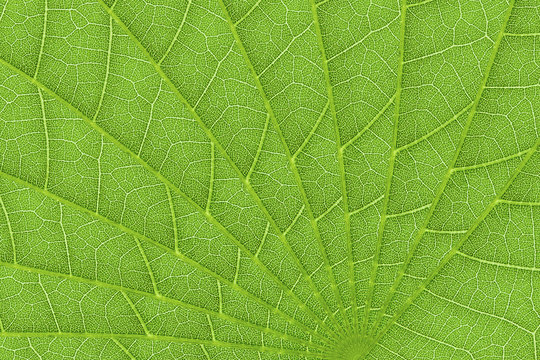 green leaf texture background for pattern and design