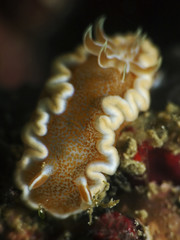 Juvenile dorid nudibranch, Rotrand-Prachtsternschnecke (Glossodoris rufomarginata)