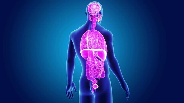 Human Organs with body