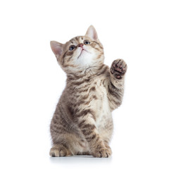 Little cat with raised paw