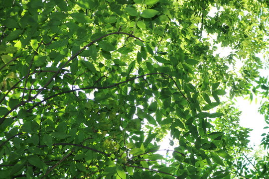 Leaves and branches of tree against the sky and sun