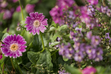 Purple Flowers