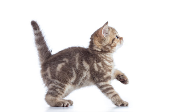 Scottish Cat Kitten Profile Side View