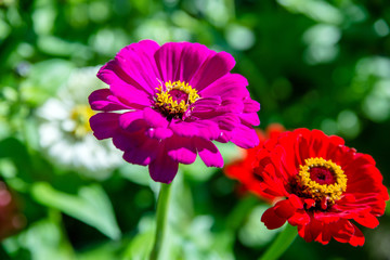 Obraz premium red zinnia on a green background closeup 