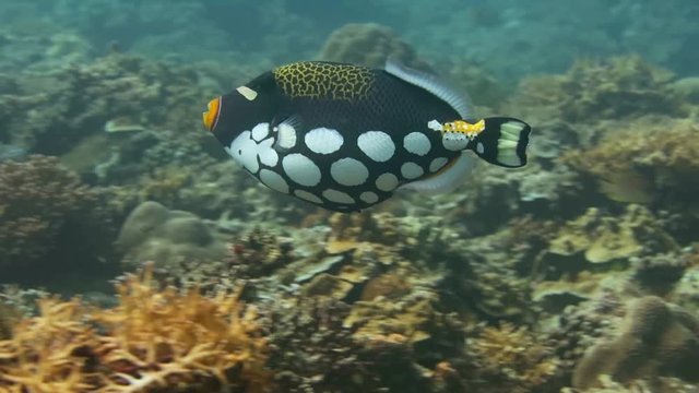 clown triggerfish close up