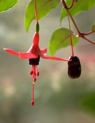 フクシアの花と種
