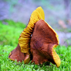 Fototapeta na wymiar phylloporus pelletieri mushroom