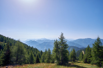 Look over the mountain ridges from the top of the Panoramastrasse on Mt. Goldeck with a pine tree in forground