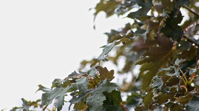Heavy rain falling ona a tree
