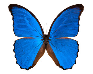 butterfly Morpho