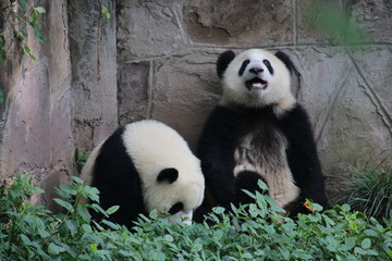 Obraz na płótnie Canvas Cute fluffy panda cub in Chongqing, China