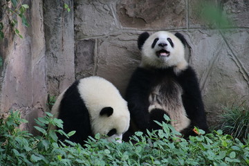 Cute fluffy panda cub in Chongqing, China