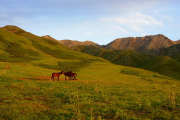 Fototapeta na wymiar Horses, Altyn-Emel pastures
