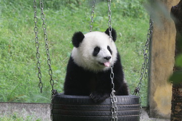 Fototapeta premium Cute fluffy panda cub is playing tire swing in Chongqing, China