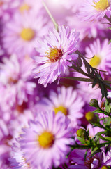 Violet Asters