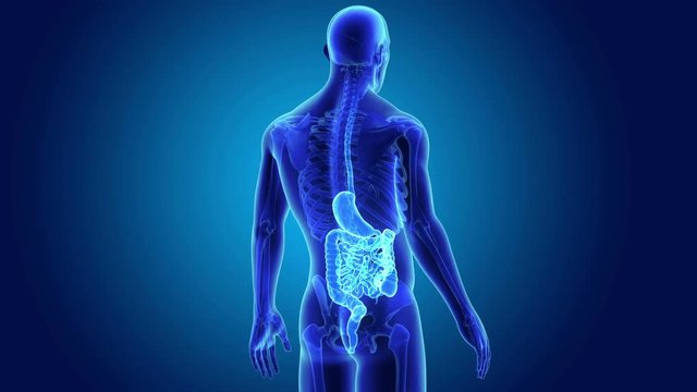 Stomach and Intestine with Skeleton Body