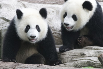 Obraz premium Cute fluffy panda cub is playing tire swing in Chongqing, China