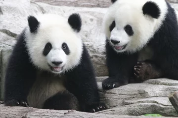 Cercles muraux Panda Cute fluffy panda cub is playing tire swing in Chongqing, China