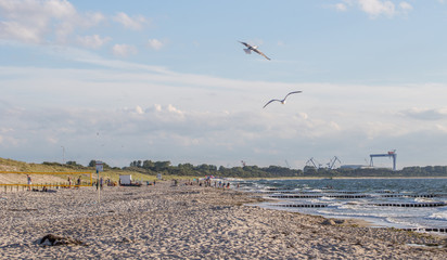 Möwen am Strand von Markgrafenheide bei Roctock Warnemünde