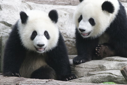 Fototapeta Cute fluffy panda cub is playing tire swing in Chongqing, China