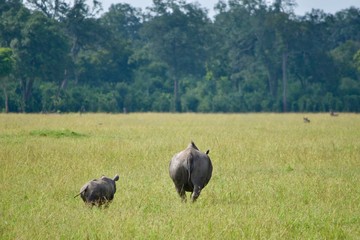 アフリカのサイ