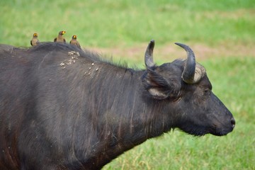 アフリカの水牛と鳥