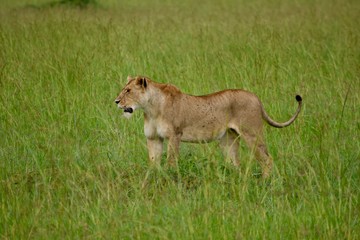 アフリカの雌ライオン