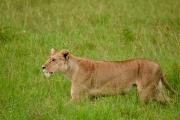 アフリカの雌ライオン
