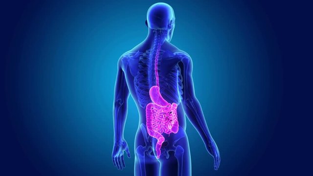 Stomach and Intestine with Skeleton Body