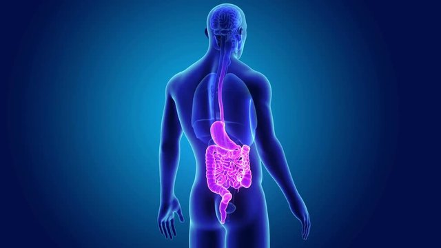 Stomach and Intestine with Organs