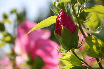 Hibiskus © Strassner Fotografie
