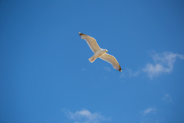 Fliegende Möwe am blauen Himmel