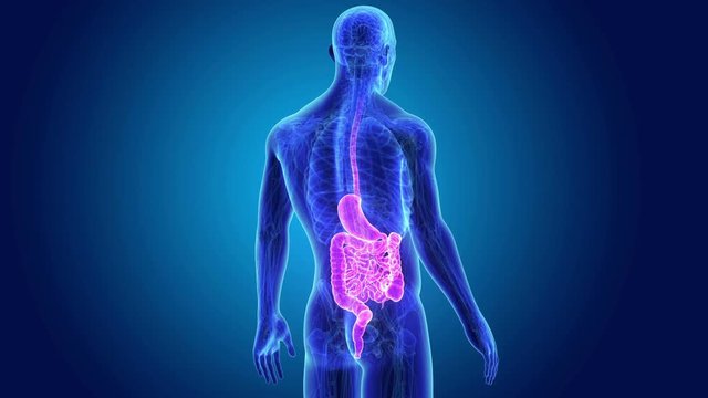 Stomach and Intestine with Anatomy
