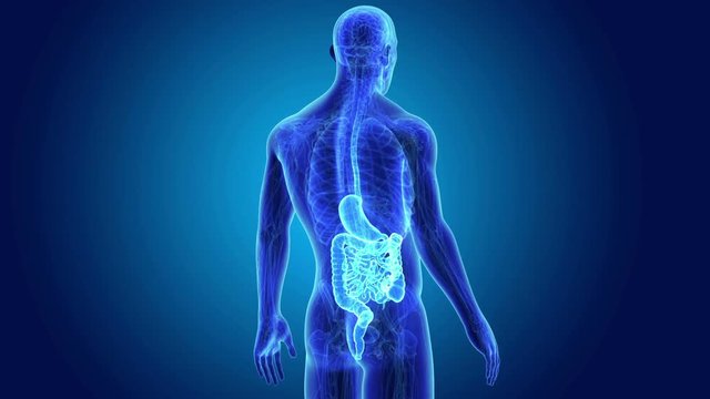 Stomach and Intestine with Anatomy