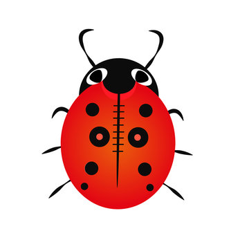 Ladybug isolated on white, vector illustration, eps-10