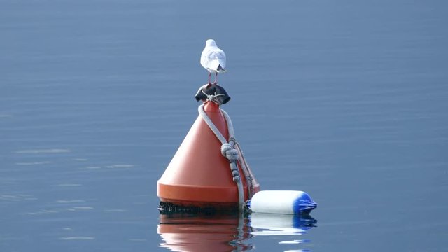 Seagull at a bouy in Perast in Montenegro