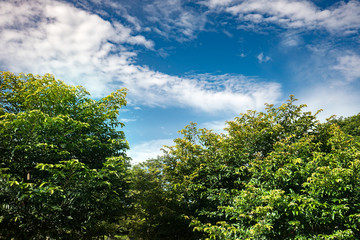blue sky trees summer green landscape field background sunny grass nature