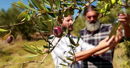 Friends examining olive oil in farm 