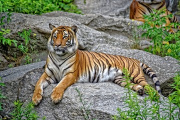 A tiger laying down, shot in HDR