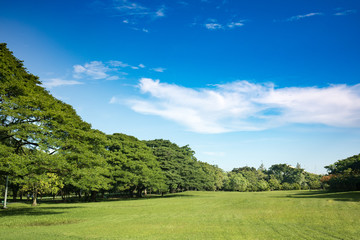 Fototapeta na wymiar blue sky trees summer green landscape field background sunny grass nature