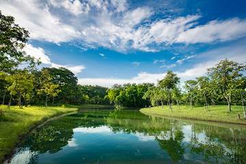 blue sky trees swamp landscape water jungle nature