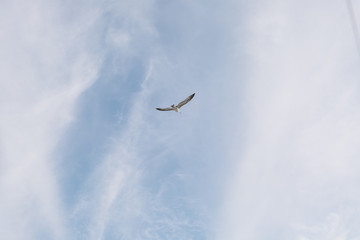 Free beautiful bird flying in the sky over the sea